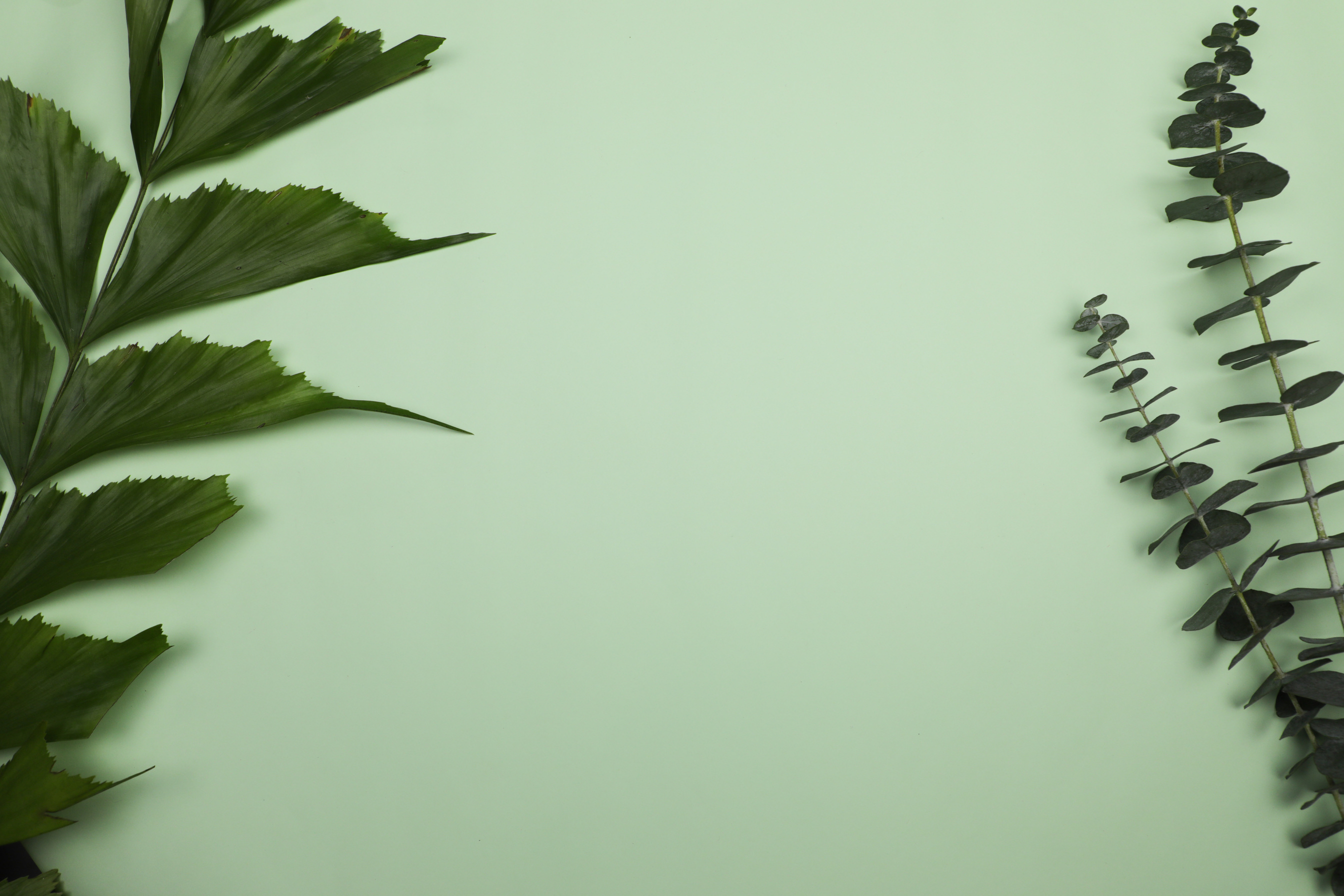 Plants Flatlay Minimalist Background