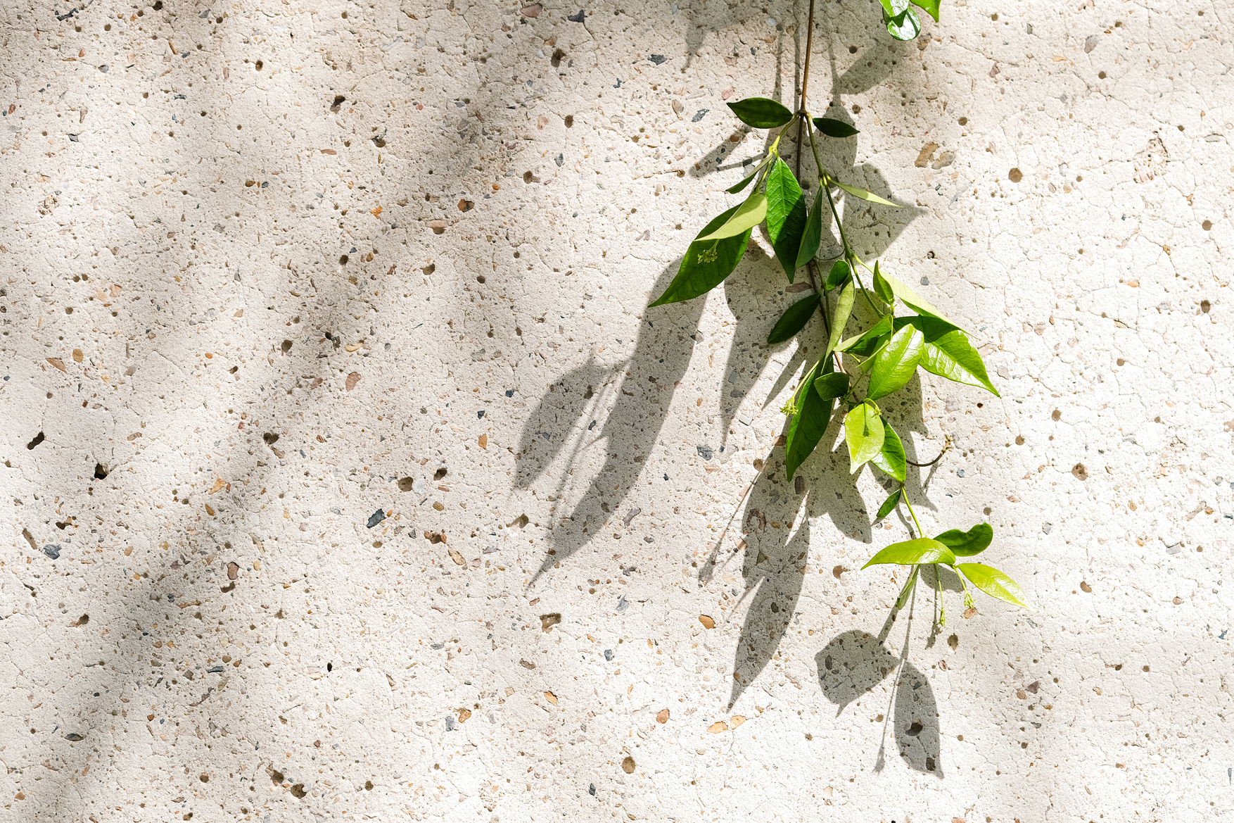 Plant on Concrete Wall 